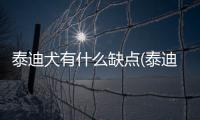 泰迪犬有什么缺點(泰迪犬有什么顏色)