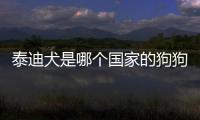 泰迪犬是哪個國家的狗狗(泰迪犬是哪個國家的犬種)