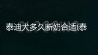 泰迪犬多久斷奶合適(泰迪多少天斷奶喂狗糧)