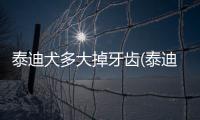 泰迪犬多大掉牙齒(泰迪狗多大掉牙)
