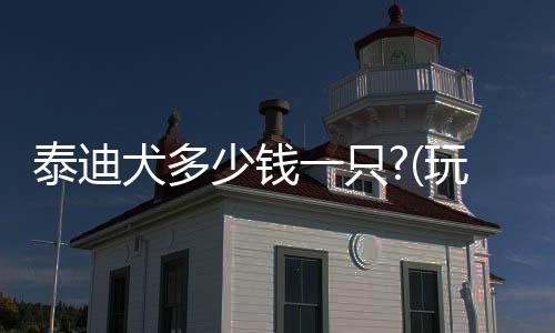 泰迪犬多少錢一只?(玩具泰迪犬多少錢一只)