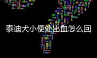 泰迪犬小便處出血怎么回事？泰迪犬小便處出血怎么辦