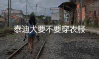 泰迪犬要不要穿衣服