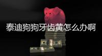 泰迪狗狗牙齒黃怎么辦啊圖片？泰迪狗牙齒黃什么原因