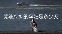 泰迪狗狗的孕婦是多少天生產  泰迪狗狗的孕婦是多少天生的