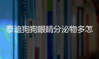 泰迪狗狗眼睛分泌物多怎么回事(泰迪狗狗眼睛老是流淚是什么情況)