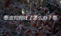 泰迪狗狗吐了怎么辦？泰迪狗狗吐了是怎么回事