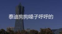 泰迪狗狗嗓子呼呼的