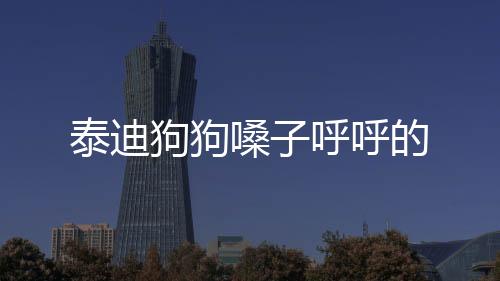 泰迪狗狗嗓子呼呼的