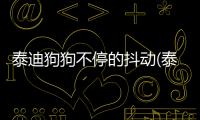 泰迪狗狗不停的抖動(泰迪狗狗不停的抖尾巴)
