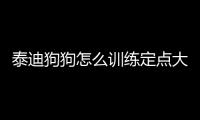 泰迪狗狗怎么訓練定點大小便(泰迪狗狗嘔吐是怎么回事)