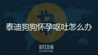 泰迪狗狗懷孕嘔吐怎么辦啊視頻？泰迪懷孕吐嗎