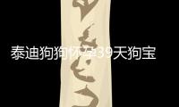 泰迪狗狗懷孕39天狗寶寶有多大了  泰迪狗狗懷孕39天能洗澡嗎