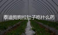 泰迪狗狗拉肚子吃什么藥好(泰迪狗狗老是咳嗽卡卡要吐)