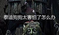 泰迪狗狗太害怕了怎么辦呢？泰迪極度害怕時的表現(xiàn)