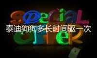 泰迪狗狗多長時間驅(qū)一次蟲(泰迪來月經(jīng)多長時間)