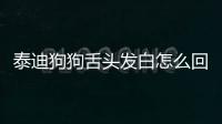 泰迪狗狗舌頭發(fā)白怎么回事？泰迪狗狗舌頭發(fā)白吃什么好