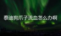 泰迪狗爪子流血怎么辦??？泰迪爪子破了怎么辦