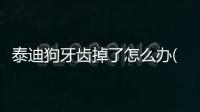 泰迪狗牙齒掉了怎么辦(泰迪狗牙齒松動(dòng)口臭怎么解決)