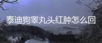 泰迪狗睪丸頭紅腫怎么回事？泰迪狗睪丸頭紅腫正常嗎