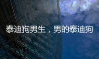 泰迪狗男生，男的泰迪狗叫什么名字好聽