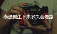 泰迪狗生下來多久會走路，泰迪狗狗生下來的樣子