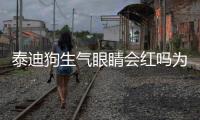 泰迪狗生氣眼睛會紅嗎為什么？泰迪狗一激動眼睛發紅