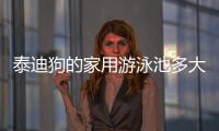 泰迪狗的家用游泳池多大