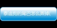 泰迪狗的尾巴怎么弄掉(泰迪狗狗尾巴怎么斷尾)
