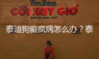 泰迪狗癲瘋病怎么辦？泰迪狗癲瘋病能活幾年