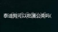 泰迪狗可以吃蒲公英嗎(泰迪狗可以吃絲瓜嗎)