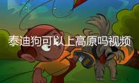 泰迪狗可以上高原嗎視頻？泰迪狗可以去西藏嗎
