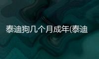 泰迪狗幾個月成年(泰迪幾個月算成年)