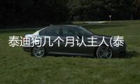 泰迪狗幾個月認主人(泰迪狗幾個月生)