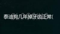 泰迪狗幾年掉牙齒正常(泰迪狗幾天洗一次澡最好)