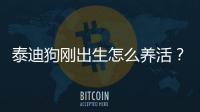 泰迪狗剛出生怎么養活？泰迪狗剛出生怎么養最好