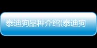 泰迪狗品種介紹(泰迪狗得了細小病毒怎么治)
