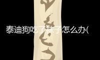 泰迪狗吃了襪子怎么辦(泰迪把襪子吃了怎么辦)