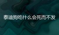 泰迪狗吃什么會死而不發現？泰迪狗吃什么死的快