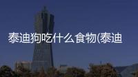 泰迪狗吃什么食物(泰迪狗吃什么最有營養)