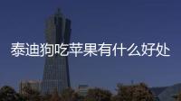 泰迪狗吃蘋果有什么好處(泰迪狗能不能吃蘋果)