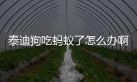 泰迪狗吃螞蟻了怎么辦啊？泰迪吃螞蟻怎么回事