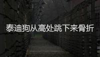 泰迪狗從高處跳下來骨折怎么辦？泰迪狗從高處摔下來