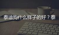 泰迪狗什么樣子的好？泰迪狗長什么樣子