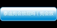 泰迪狗會放屁嗎（狗會放屁嗎）