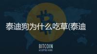 泰迪狗為什么吃草(泰迪狗喂養注意事項)