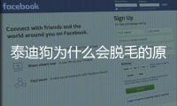 泰迪狗為什么會脫毛的原因(泰迪狗為什么吃草)