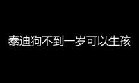 泰迪狗不到一歲可以生孩子嗎(不到一歲的泰迪)