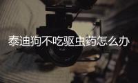 泰迪狗不吃驅蟲藥怎么辦？泰迪狗狗不吃驅蟲藥