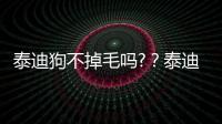 泰迪狗不掉毛嗎?？泰迪不脫毛嗎